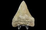 Serrated, Aurora Megalodon Tooth - Beautiful Enamel #108862-1